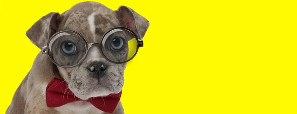 Tímido Perro Bravucón Americano Con Gafas Pajarita Roja Sobre Fondo —  Fotos de Stock