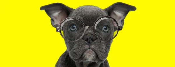 Zvědavý Americký Buldok Štěně Vzhlíží Nosí Brýle Žlutém Pozadí — Stock fotografie