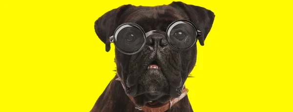 Αξιολάτρευτο Περίεργος Πυγμάχος Σκυλάκι Φορώντας Γυαλιά Και Κοιτάζοντας Πάνω Κίτρινο — Φωτογραφία Αρχείου