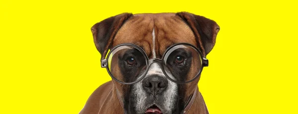 Rozkošný Boxer Pes Nosí Brýle Vyčnívat Jazyk Žlutém Pozadí — Stock fotografie