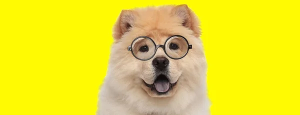 愛らしいチョウ犬が眼鏡をかけて舌を出し黄色い背景に喘ぎ — ストック写真