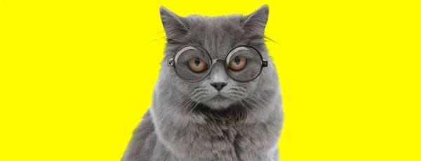 Bedårande Brittisk Lång Hår Katt Bär Glasögon Gul Bakgrund — Stockfoto