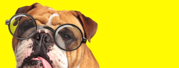 Adorável Inglês Bulldog Cachorro Vestindo Óculos Ofegante Fundo Amarelo — Fotografia de Stock