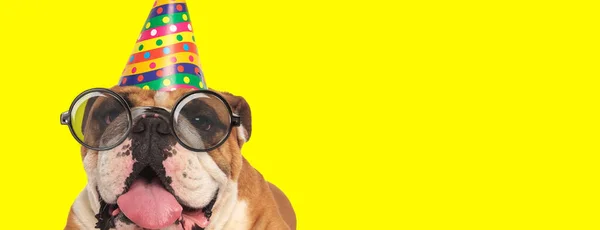 Adorable Inglés Bulldog Cachorro Usando Gafas Sombrero Cumpleaños Jadeo Sobresaliendo — Foto de Stock