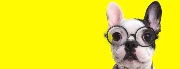 Adorável Frenchie Cão Vestindo Óculos Colar Fundo Amarelo — Fotografia de Stock