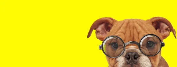 Timido Inglese Bulldog Cucciolo Indossare Occhiali Nascondersi Sfondo Giallo — Foto Stock