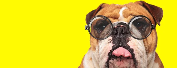 Adorable Bulldog Inglés Con Gafas Mirando Hacia Arriba Jadeando Sobresaliendo — Foto de Stock