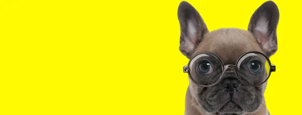 Bonito Francês Bulldog Com Grandes Olhos Vestindo Óculos Fundo Amarelo — Fotografia de Stock