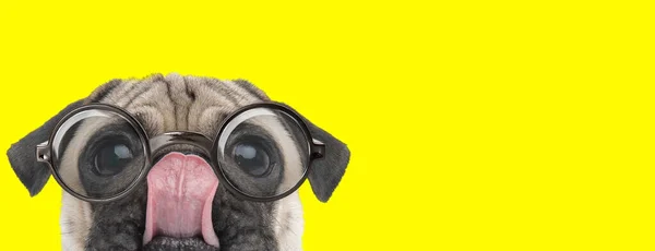 Adorable Cachorro Pug Con Gafas Lamiendo Nariz Mirando Hacia Arriba — Foto de Stock