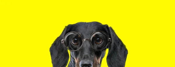 Nieśmiały Pies Jamnik Dużymi Oczami Noszący Okulary Chowający Się Żółtym — Zdjęcie stockowe