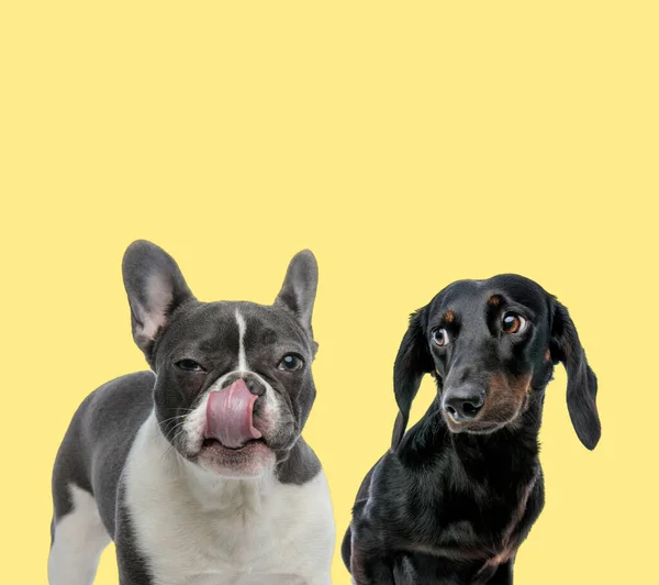 Słodkie Francuski Buldog Lizanie Nos Obok Teckel Pies Patrząc Bok — Zdjęcie stockowe
