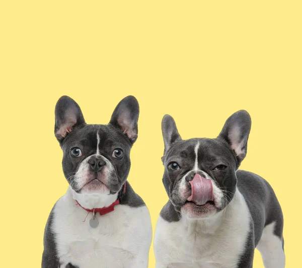 Dois Cães Buldogue Francês Vestindo Coleira Vermelha Lambendo Nariz Feliz — Fotografia de Stock