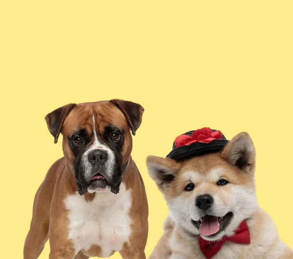 Adorable Boxer Dog Standing Next Akita Inu Dog Wearing Bowtie — Stock Photo, Image