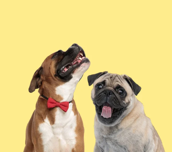 Cute Boxer Dog Howling Sad Yellow Background Next Pug Dog — Stock Photo, Image