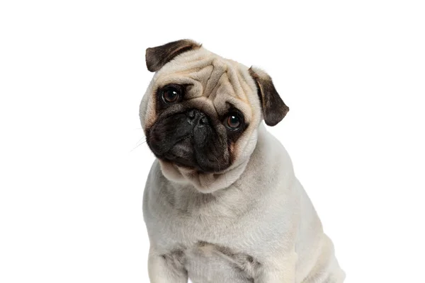 Vraagt Zich Pug Puppy Vooruit Kijken Met Zijn Hoofd Gekanteld — Stockfoto