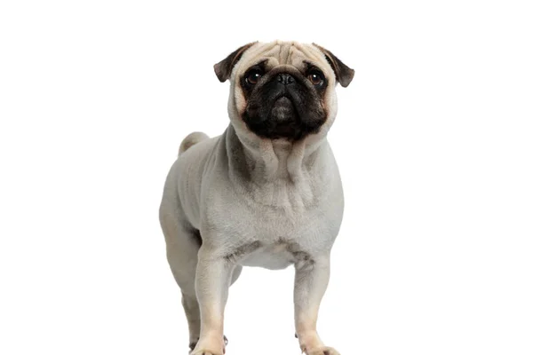 Nieuwsgierige Pug Puppy Kijken Vooruit Terwijl Staan Witte Studio Achtergrond — Stockfoto