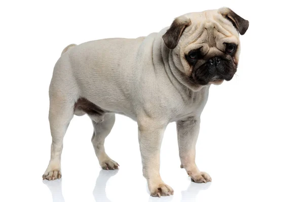 Eager Pug Puppy Curiously Looking While Standing White Studio Background — Stock Photo, Image