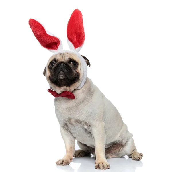 Funny Pug Puppy Wearing Bowtie Rabbit Ears While Sitting White — Stock Photo, Image