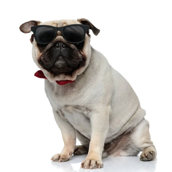 Gentleman Pug Chiot Portant Des Lunettes Soleil Noeud Papillon Assis — Photo