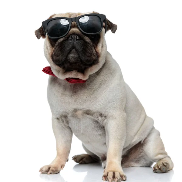 Chiot Pug Élégant Portant Des Lunettes Soleil Noeud Papillon Assis — Photo