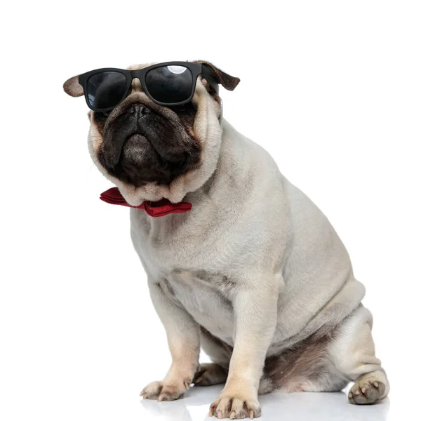 Curioso Pug Cachorro Vestindo Óculos Sol Bowtie Olhando Para Longe — Fotografia de Stock