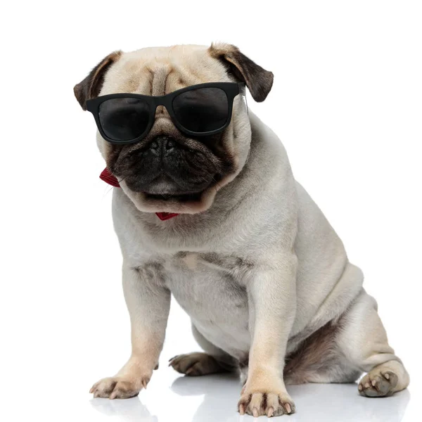 Tough Mops Welpe Mit Sonnenbrille Und Fliege Cool Sitzend Auf — Stockfoto