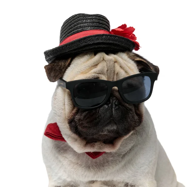 Closeup Curious Pug Puppy Wearing Hat Sunglasses Bowtie Looking Away — Stock Photo, Image