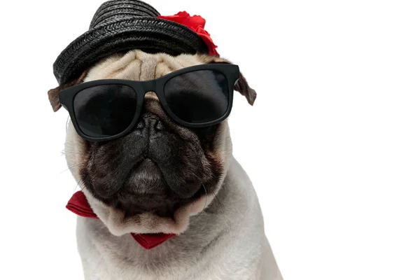 Closeup Cool Pug Puppy Wearing Hat Sunglasses Bowtie While Sitting — Stock Photo, Image