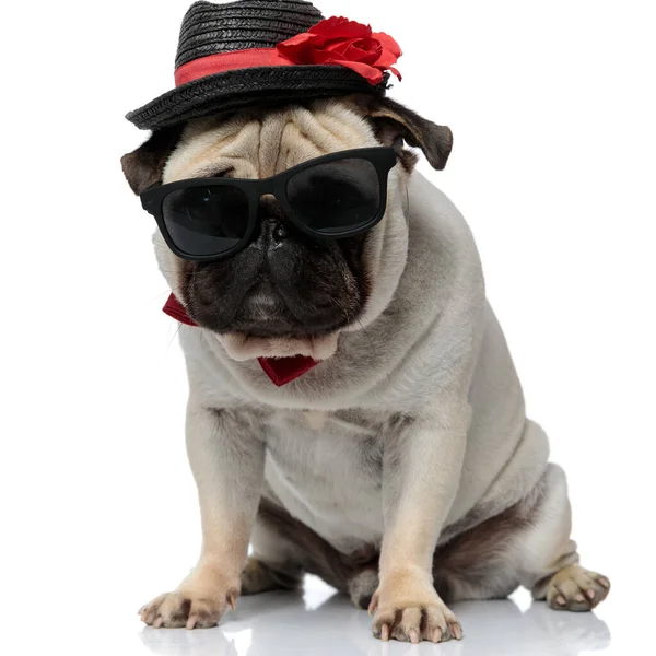 Chiot Pug Dur Portant Chapeau Lunettes Soleil Noeud Papillon Regardant — Photo