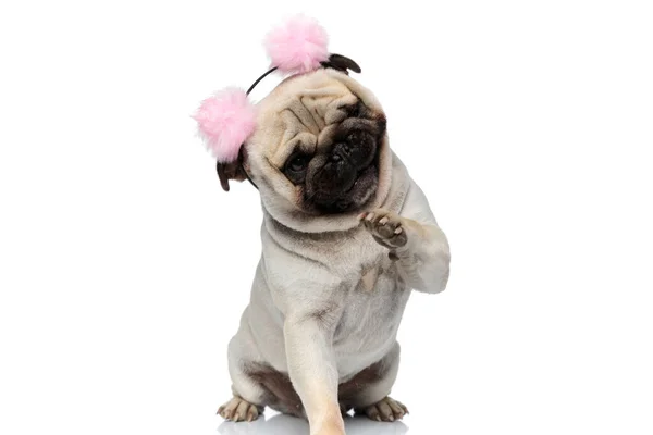 Funny Pug Puppy Wearing Earmuffs Paw Air Playing While Sitting — Stock Photo, Image