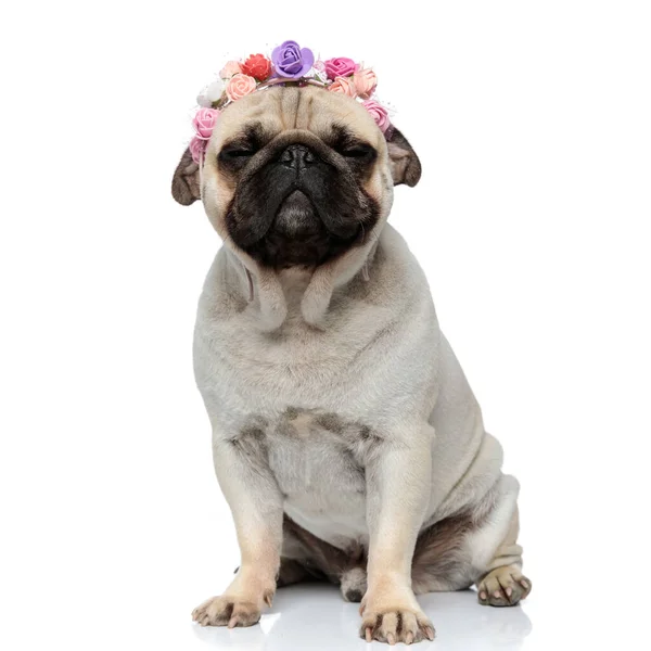 Happy Pug Štěně Nosí Květinovou Korunu Zavřenýma Očima Zatímco Sedí — Stock fotografie