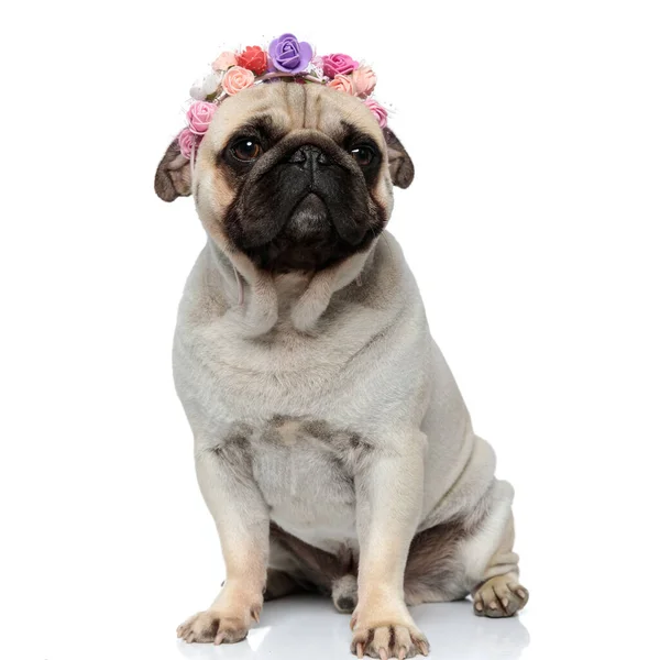 Adorable Pug Szczeniak Koronie Kwiatów Podczas Siedzenia Białym Tle Studio — Zdjęcie stockowe