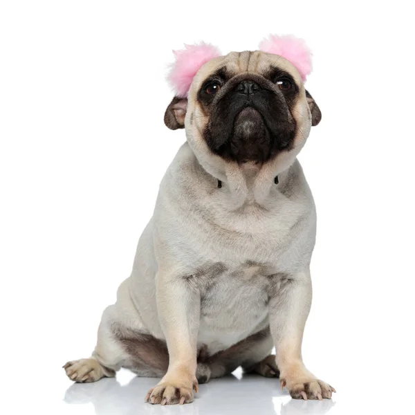 Focused Pug Puppy Wearing Earmuffs Looking While Sitting White Studio — Stock Photo, Image