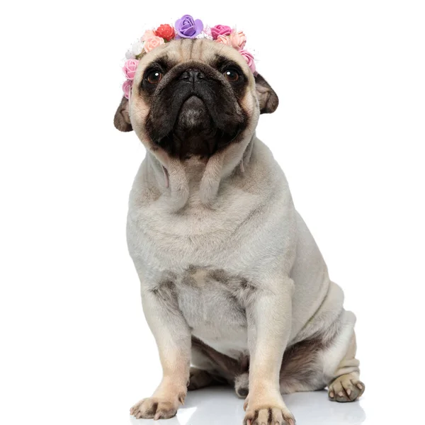 Dutiful Pug Κουτάβι Φορώντας Ένα Στέμμα Λουλούδι Και Περιέργως Ατενίζοντας — Φωτογραφία Αρχείου