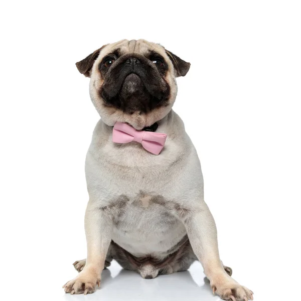 Charming Pug Puppy Wearing Pink Bowtie While Sitting White Studio — Stock Photo, Image