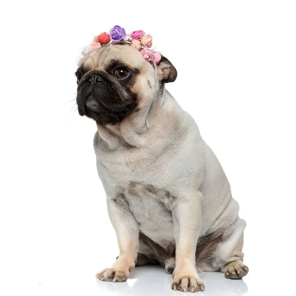 Shy Pug Pudpy身に着けていますA花冠と見ながら好奇心を離れて座っている間にホワイトスタジオの背景 — ストック写真