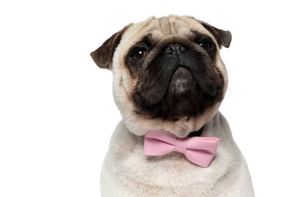 Primer Plano Del Curioso Cachorro Pug Con Corbata Rosa Mientras — Foto de Stock