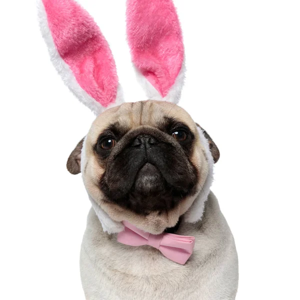 Closeup Funny Pug Puppy Wearing Rabbit Ears Bowtie While Sitting — Stock Photo, Image