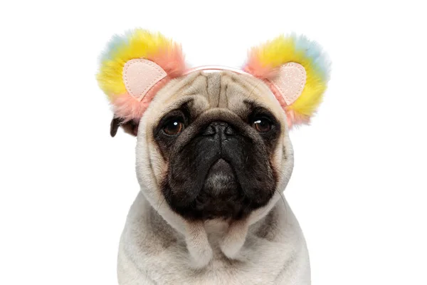 在白色摄影棚的背景下 紧贴着一只带蓬松彩虹耳朵的滑稽帕格小狗 — 图库照片
