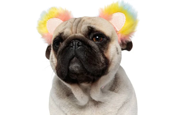 坐在白色摄影棚的背景下 近距离观察好奇的帕格小狗 它戴着带蓬松彩虹耳朵的发带 — 图库照片
