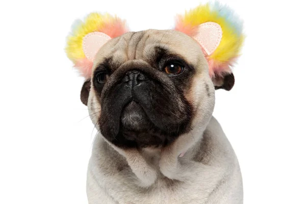 Nahaufnahme Von Neugierigen Mops Welpen Mit Stirnband Und Flauschigen Regenbogenohren — Stockfoto