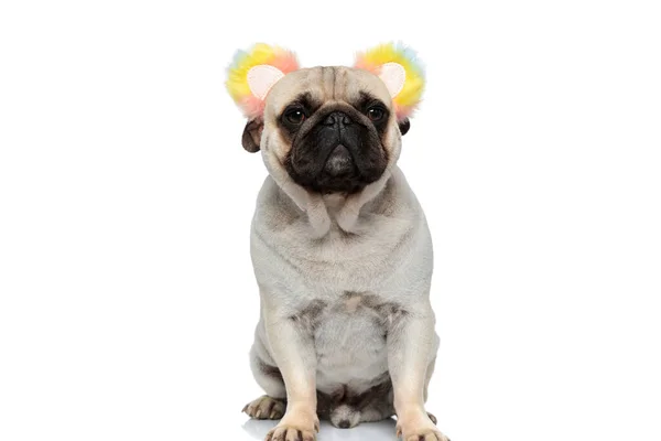 Bothered Pug Puppy Wearing Headband Fluffy Rainbow Ears Being Shy — Stock Photo, Image