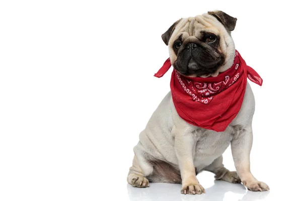 Adorável Pug Cachorro Vestindo Bandana Ser Brincalhão Enquanto Sentado Fundo — Fotografia de Stock