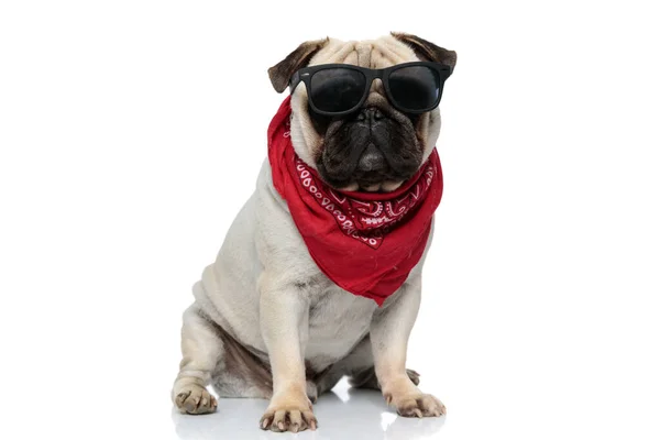 Cool Pug Cachorro Vestindo Bandana Óculos Sol Enquanto Sentado Fundo — Fotografia de Stock