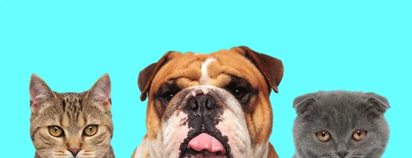 American Bulldog Pies Wystający Język Między Kot Metis Scottish Fold — Zdjęcie stockowe