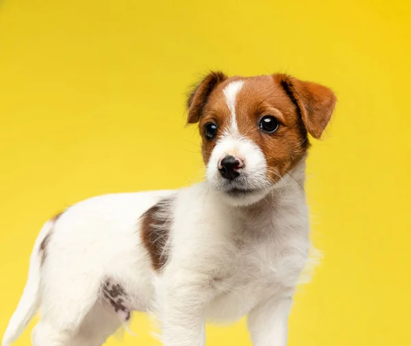 Der Pflichtbewusste Jack Russell Terrier Lächelt Auf Gelbem Studiohintergrund — Stockfoto