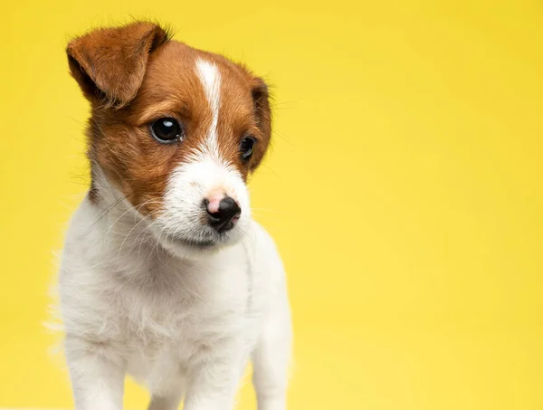 Skupiony Jack Russell Terrier Dziwnie Odwraca Wzrok Stojąc Żółtym Tle — Zdjęcie stockowe