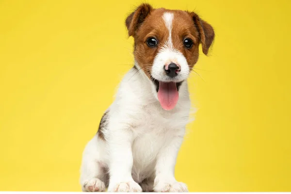 Happy Jack Russell Terrier Ofegante Sorridente Enquanto Sentado Fundo Estúdio — Fotografia de Stock