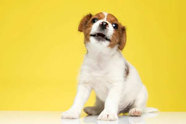 Desajeitado Jack Russell Terrier Sendo Brincalhão Com Boca Aberta Enquanto — Fotografia de Stock