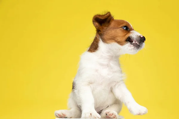 Irritado Jack Russell Terrier Rosnando Mostrando Dentes Enquanto Sentado Fundo — Fotografia de Stock